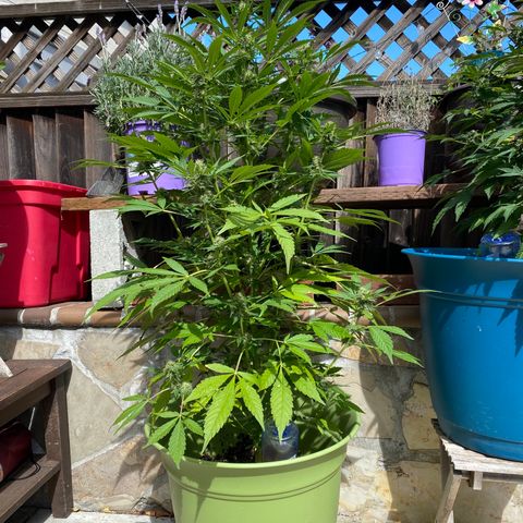 Flower growlog timeline photo