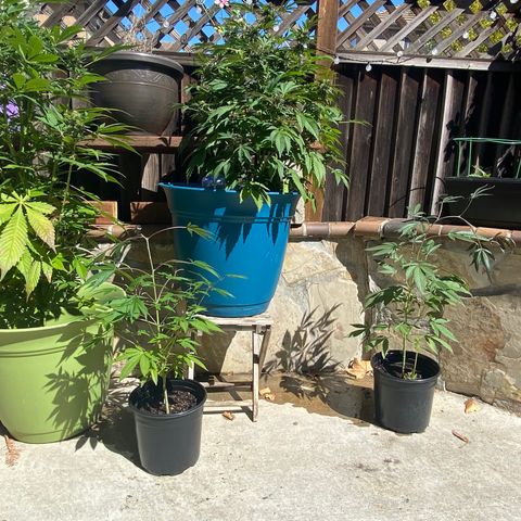 Flower growlog timeline photo