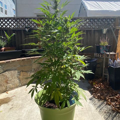 Flower growlog timeline photo