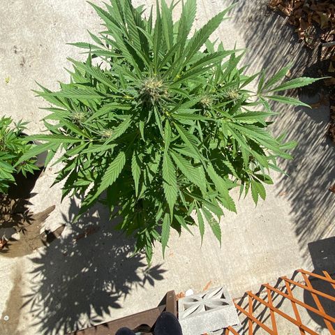 Flower growlog timeline photo
