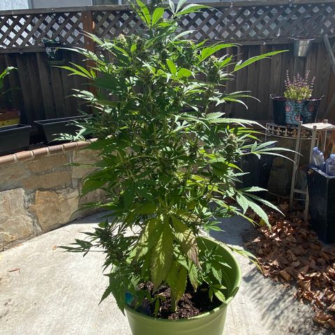 Flower growlog timeline photo
