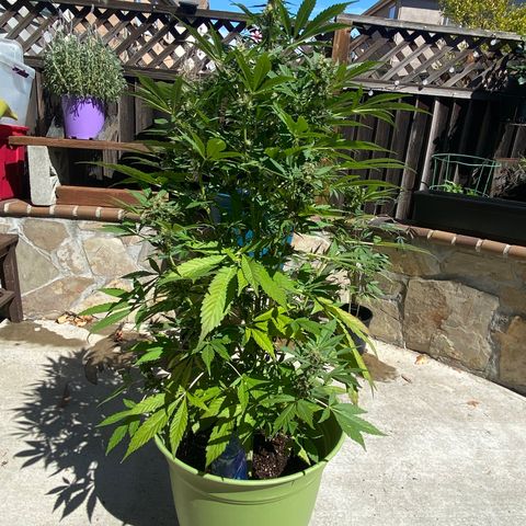 Flower growlog timeline photo