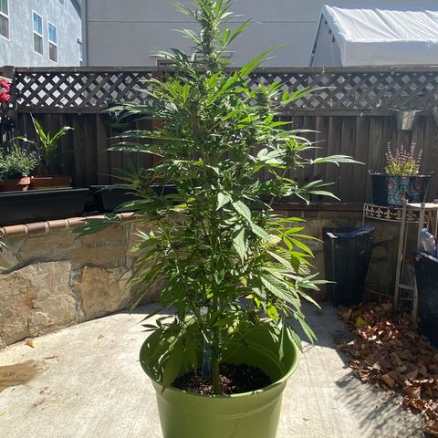 Flower growlog timeline photo