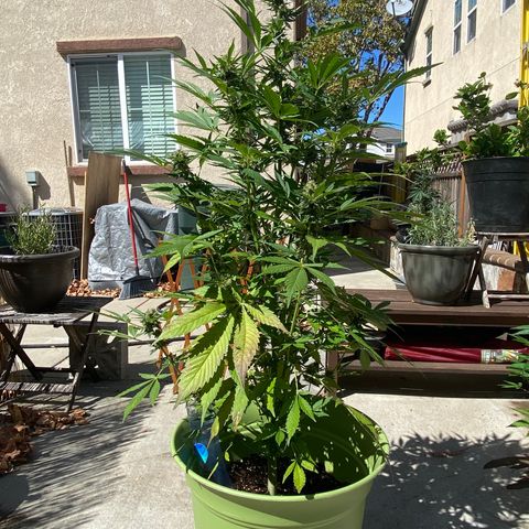 Flower growlog timeline photo