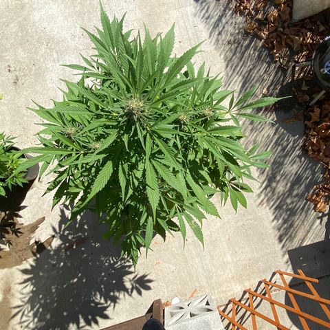 Flower growlog timeline photo