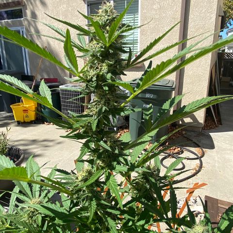 Flower growlog timeline photo