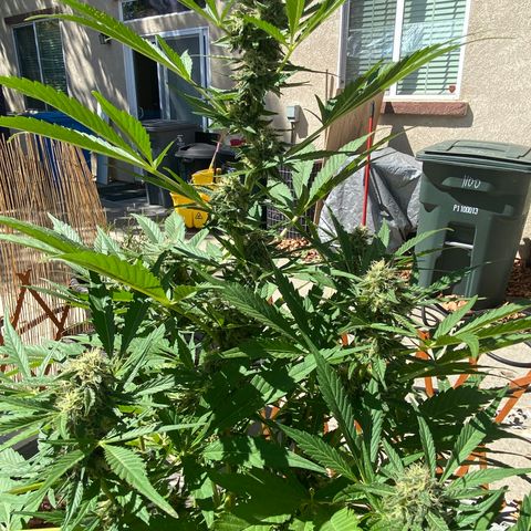 Flower growlog timeline photo