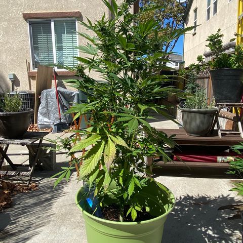Flower growlog timeline photo