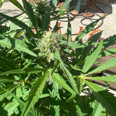 Flower growlog timeline photo