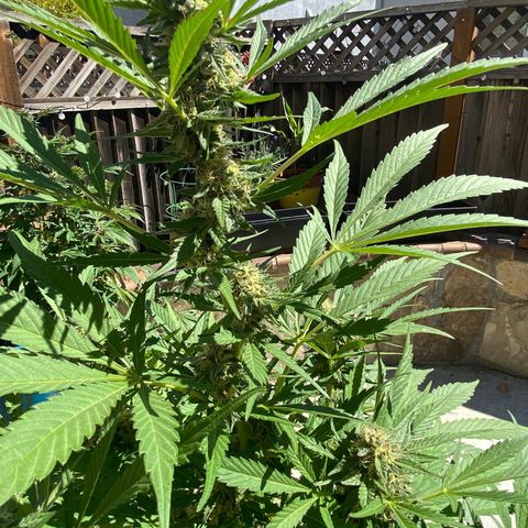 Flower growlog timeline photo