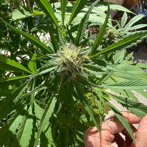 Flower growlog timeline photo