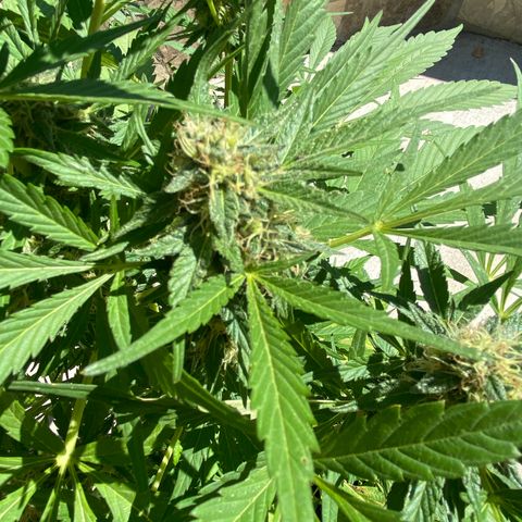 Flower growlog timeline photo