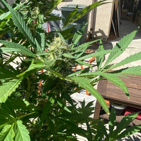 Flower growlog timeline photo