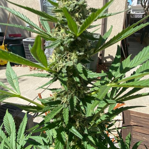 Flower growlog timeline photo