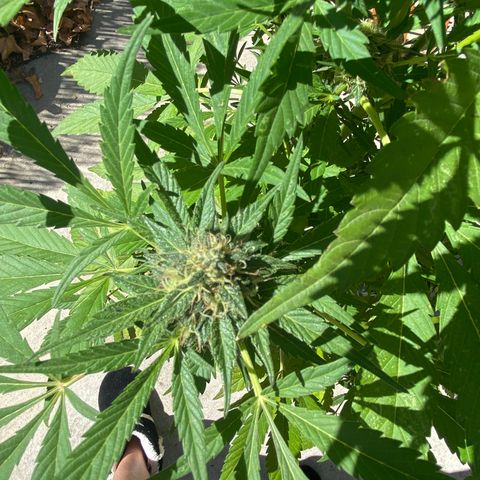 Flower growlog timeline photo