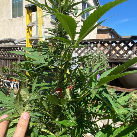 Flower growlog timeline photo