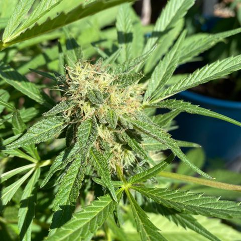 Flower growlog timeline photo