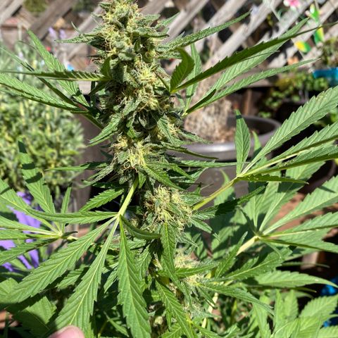 Flower growlog timeline photo