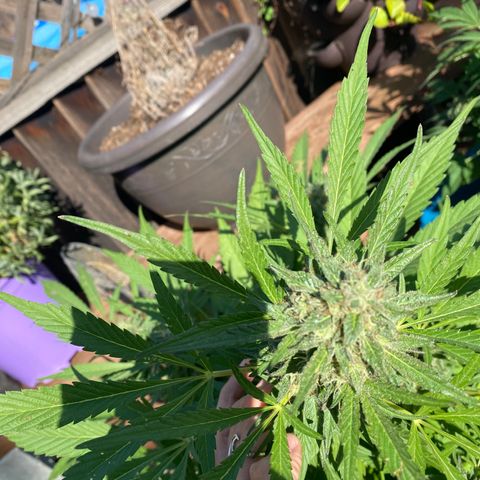 Flower growlog timeline photo