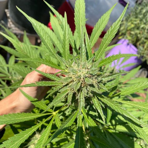 Flower growlog timeline photo