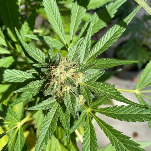 Flower growlog timeline photo