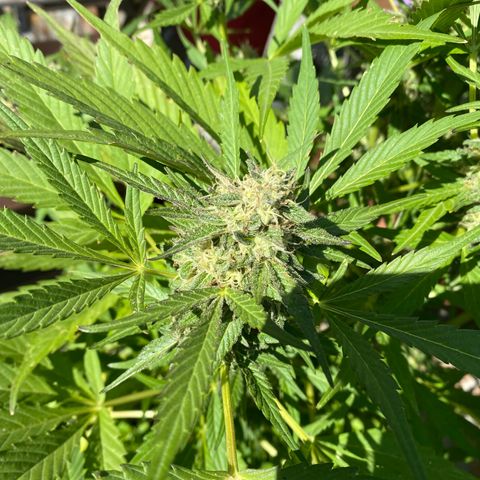 Flower growlog timeline photo