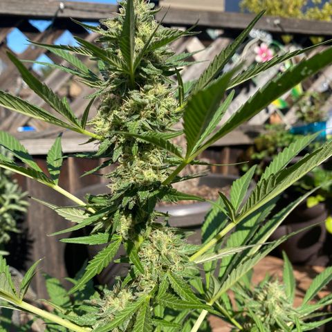 Flower growlog timeline photo