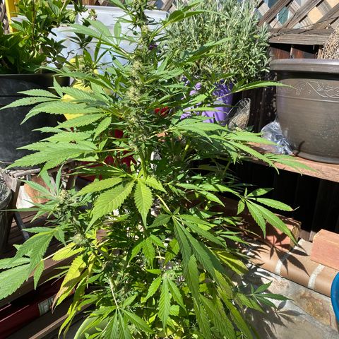 Flower growlog timeline photo