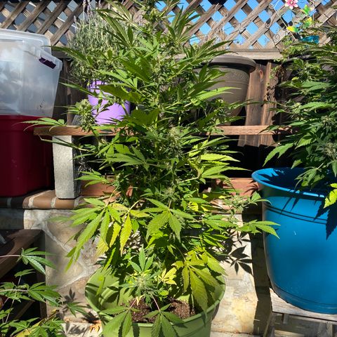 Flower growlog timeline photo
