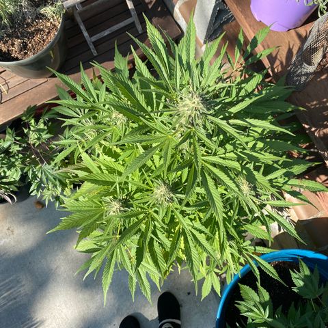 Flower growlog timeline photo