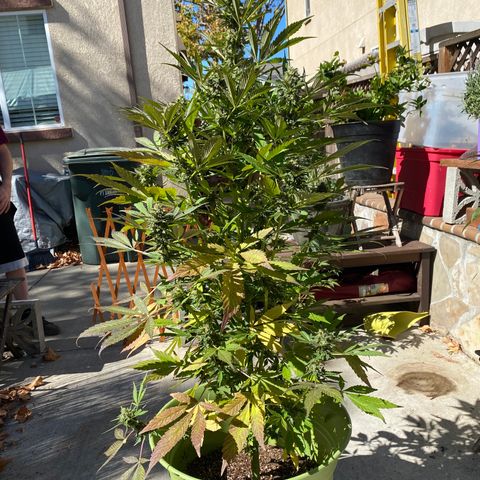 Flower growlog timeline photo