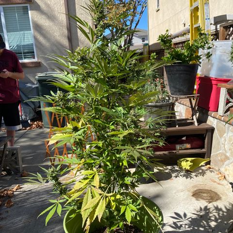 Flower growlog timeline photo