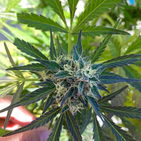 Flower growlog timeline photo