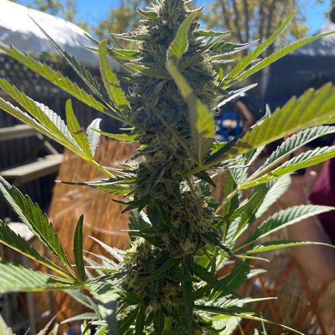 Flower growlog timeline photo
