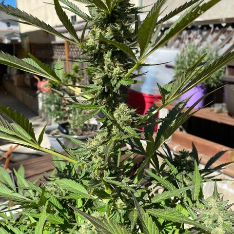 Flower growlog timeline photo