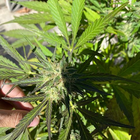 Flower growlog timeline photo
