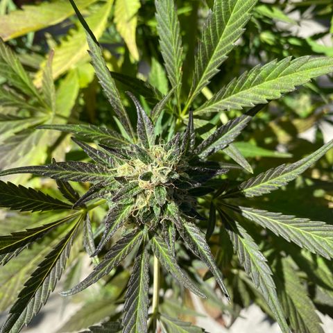 Flower growlog timeline photo