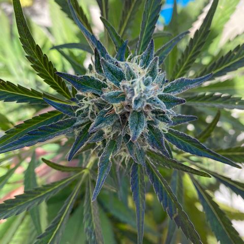 Flower growlog timeline photo