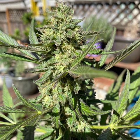 Flower growlog timeline photo