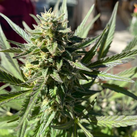 Flower growlog timeline photo