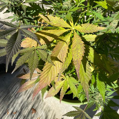 Flower growlog timeline photo