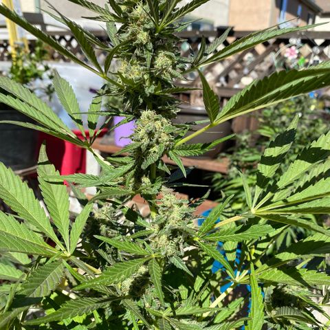 Flower growlog timeline photo