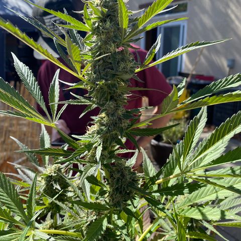 Flower growlog timeline photo