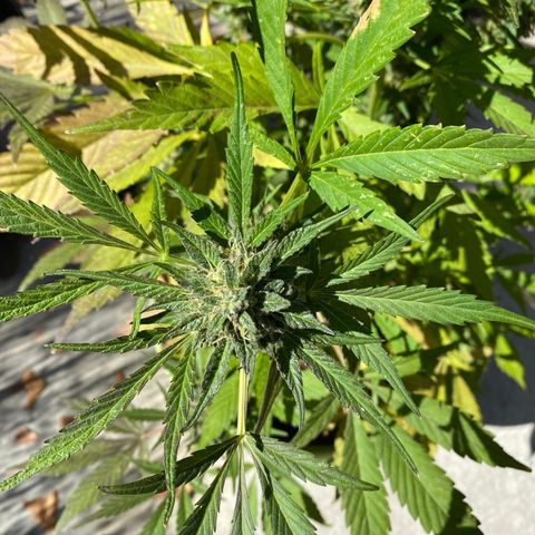 Flower growlog timeline photo