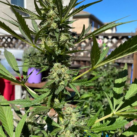 Flower growlog timeline photo