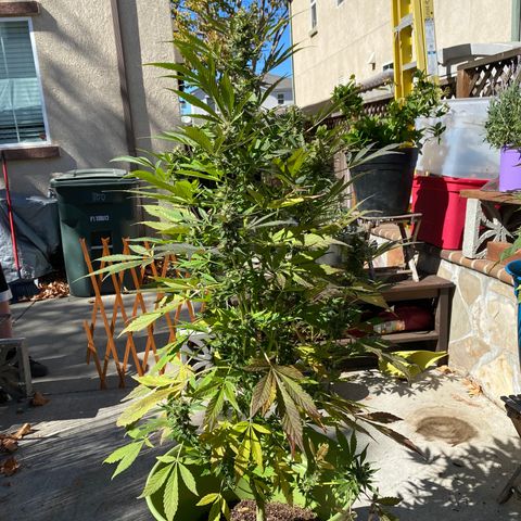 Flower growlog timeline photo