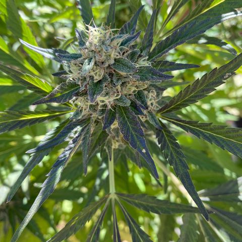 Flower growlog timeline photo