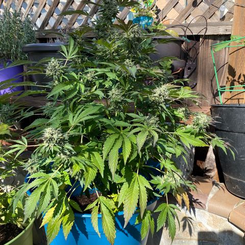 Kush Mints growlog photo: Did another flush