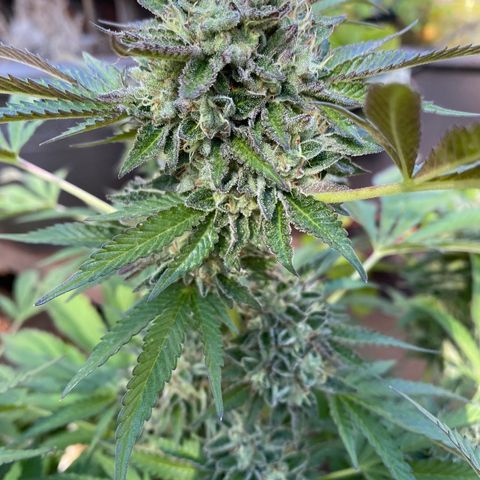 Kush Mints growlog photo: Did another flush
