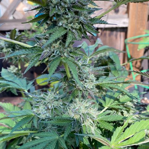 Kush Mints growlog photo: Did another flush